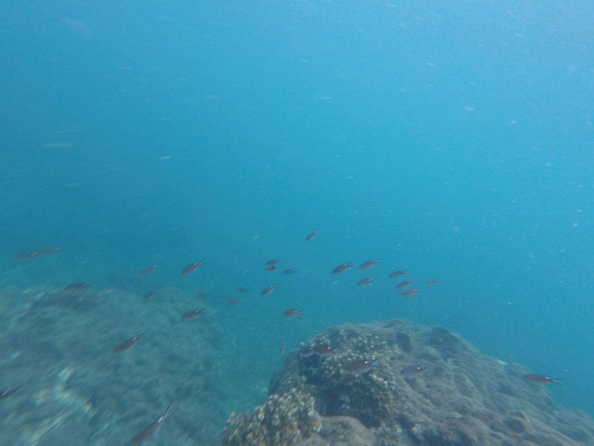 Image of Scissortail damselfish