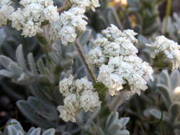 Petalacte coronata (L.) D. Don resmi