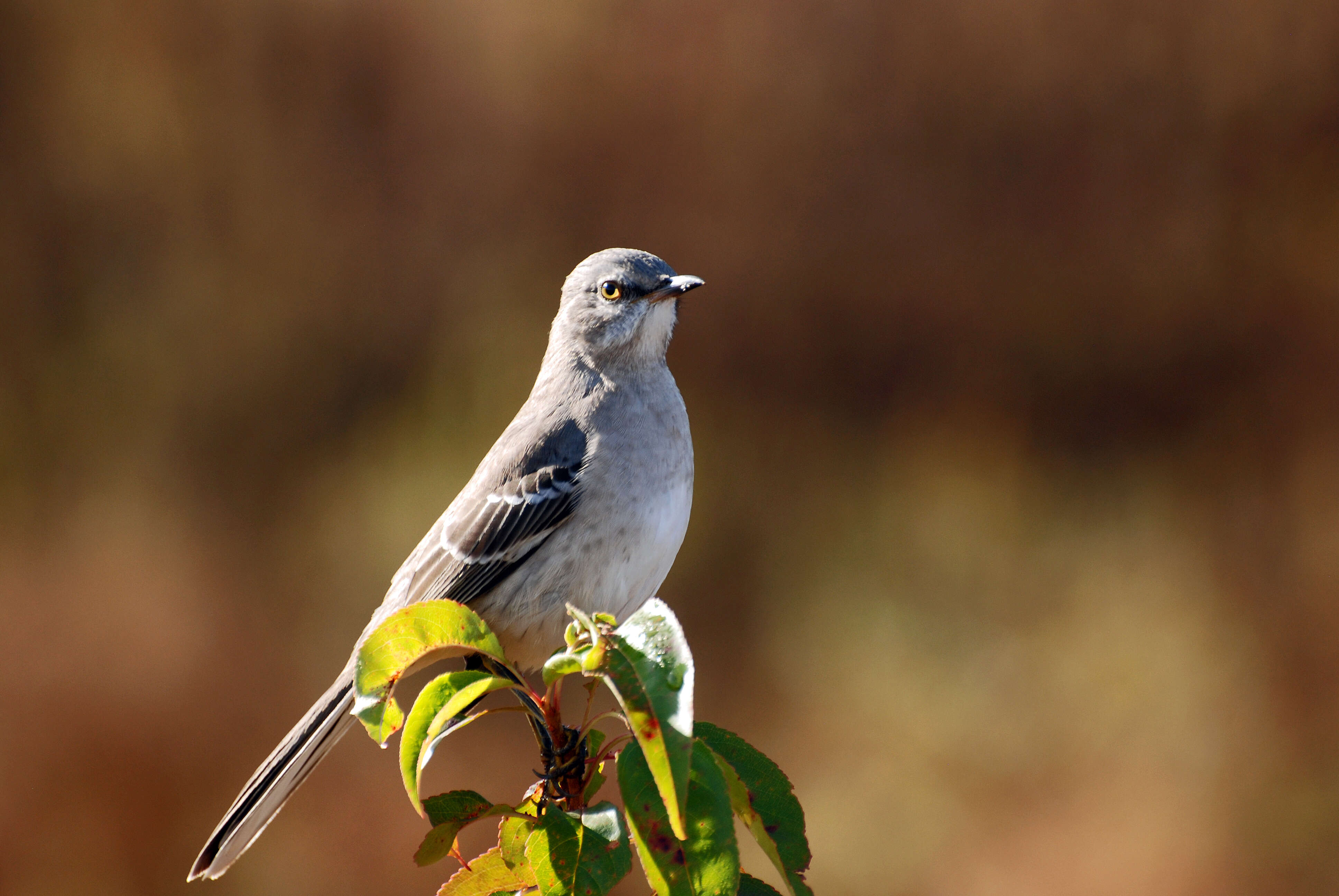 Image of Northern Mockingbird