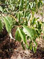 Image de Prunus serotina var. capuli (Cav.) S. Hatusima