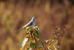 Image of Northern Mockingbird