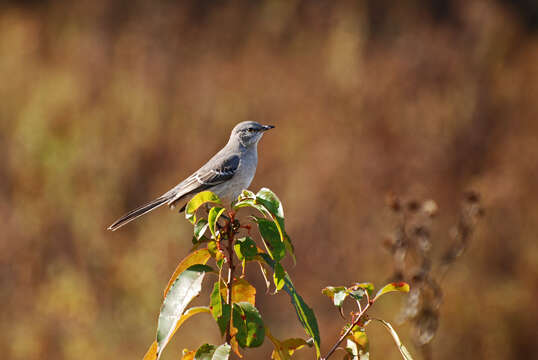 Image of Northern Mockingbird