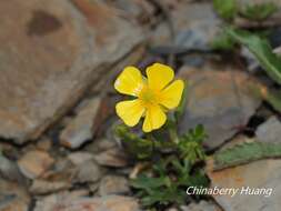 Imagem de Ranunculus formosamontanus Ohwi