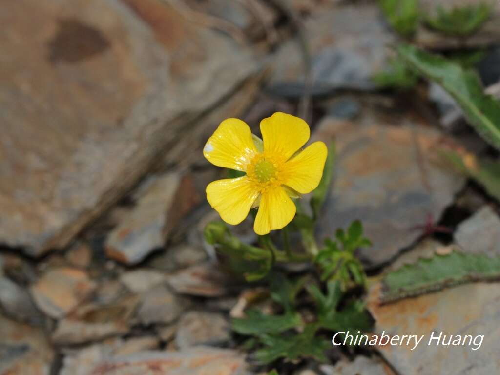 Imagem de Ranunculus formosamontanus Ohwi