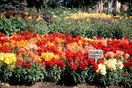 Image of garden snapdragon