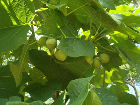 Image of Barbados nut