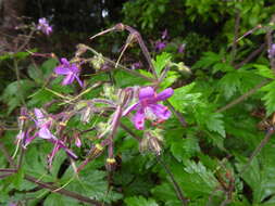 Image of Geranium reuteri Aedo & Muñoz Garm.