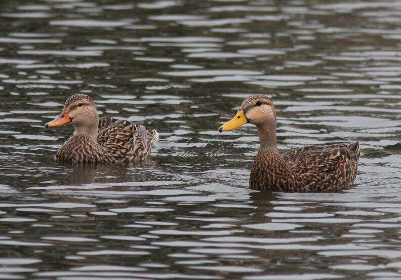 Image of Florida duck