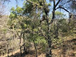 صورة Juniperus flaccida var. poblana Martínez