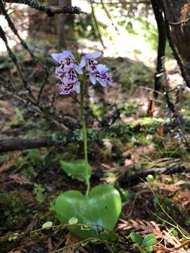 Image of Galearis rotundifolia f. lineata