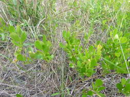 Image of dwarf huckleberry