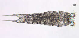 Image de Canthocamptidae Brady 1880