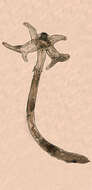 Слика од Lernaea cyprinacea