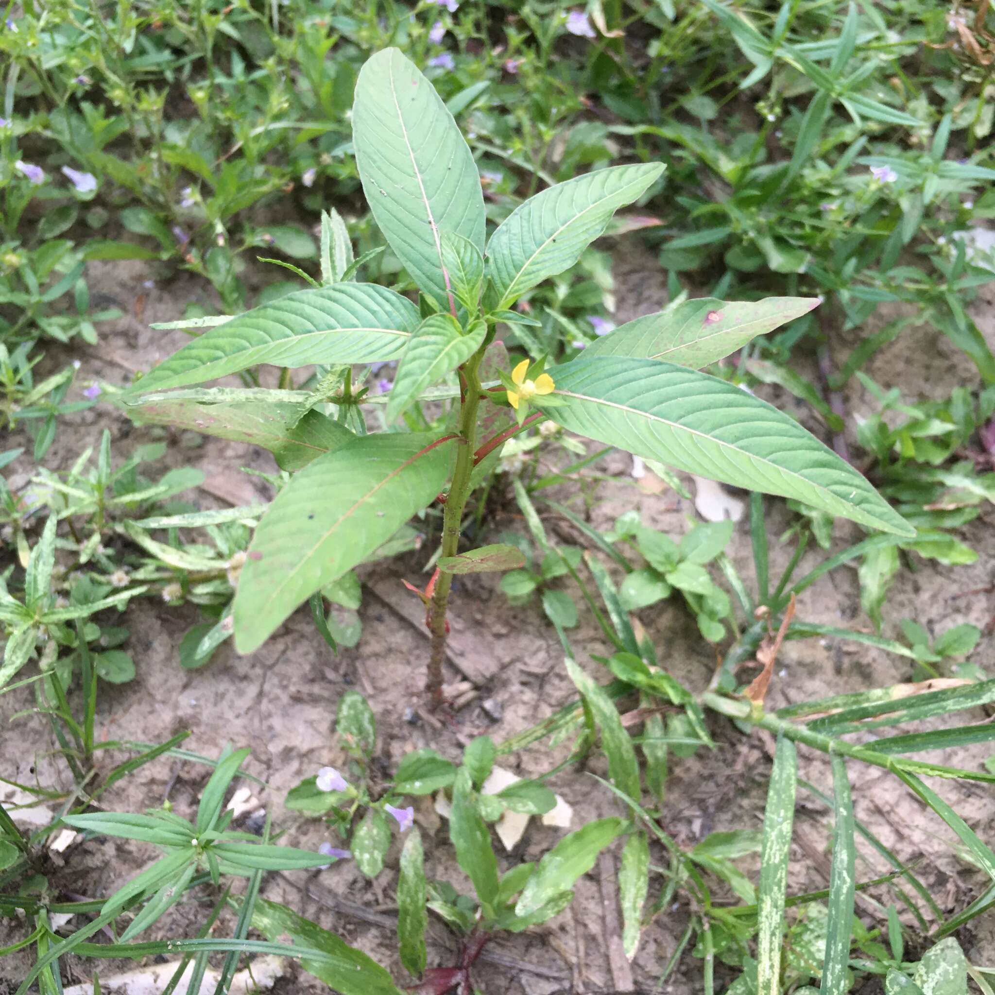 Image de Ludwigia hyssopifolia (G. Don) Exell