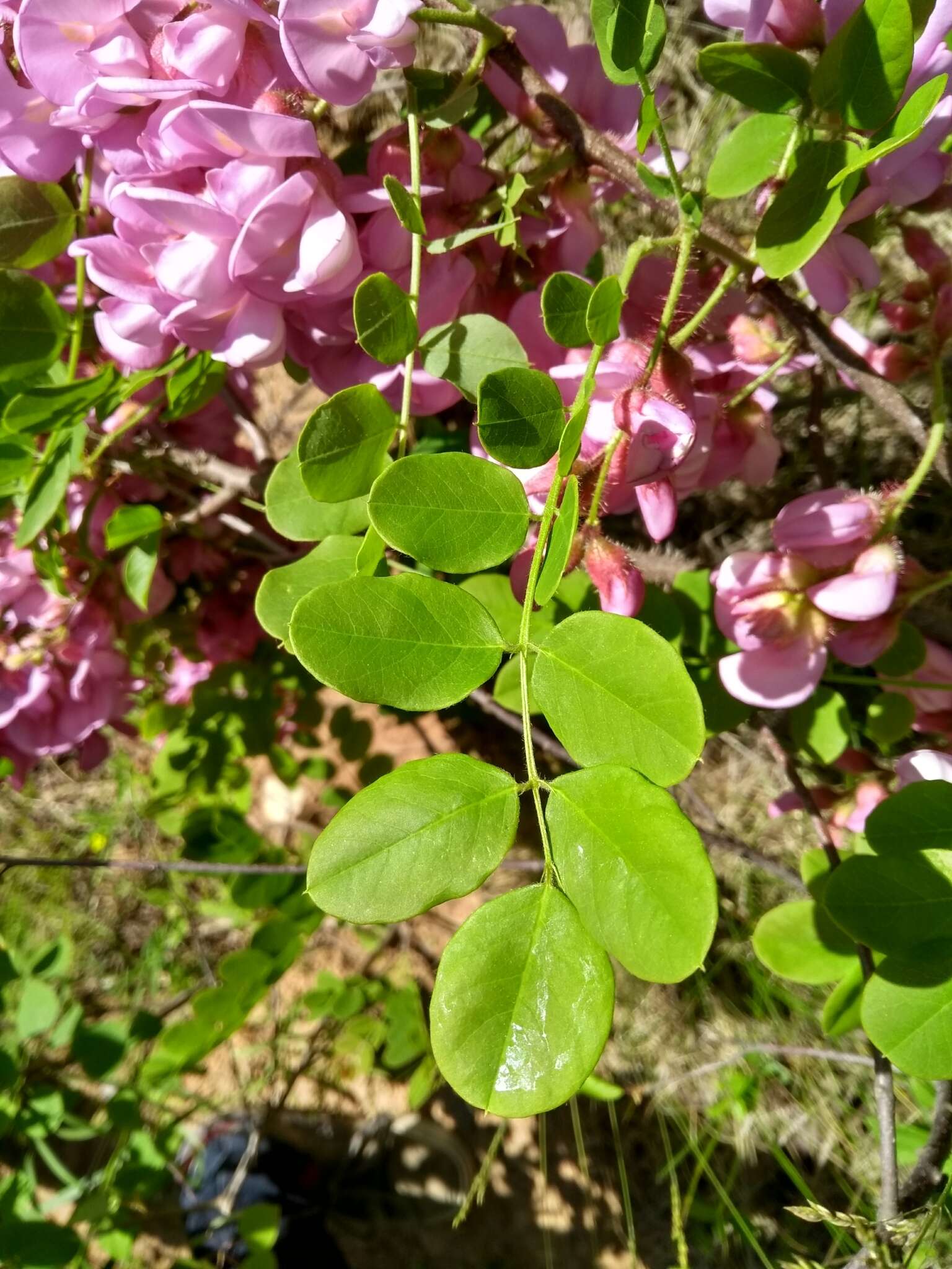 Imagem de Robinia hispida L.