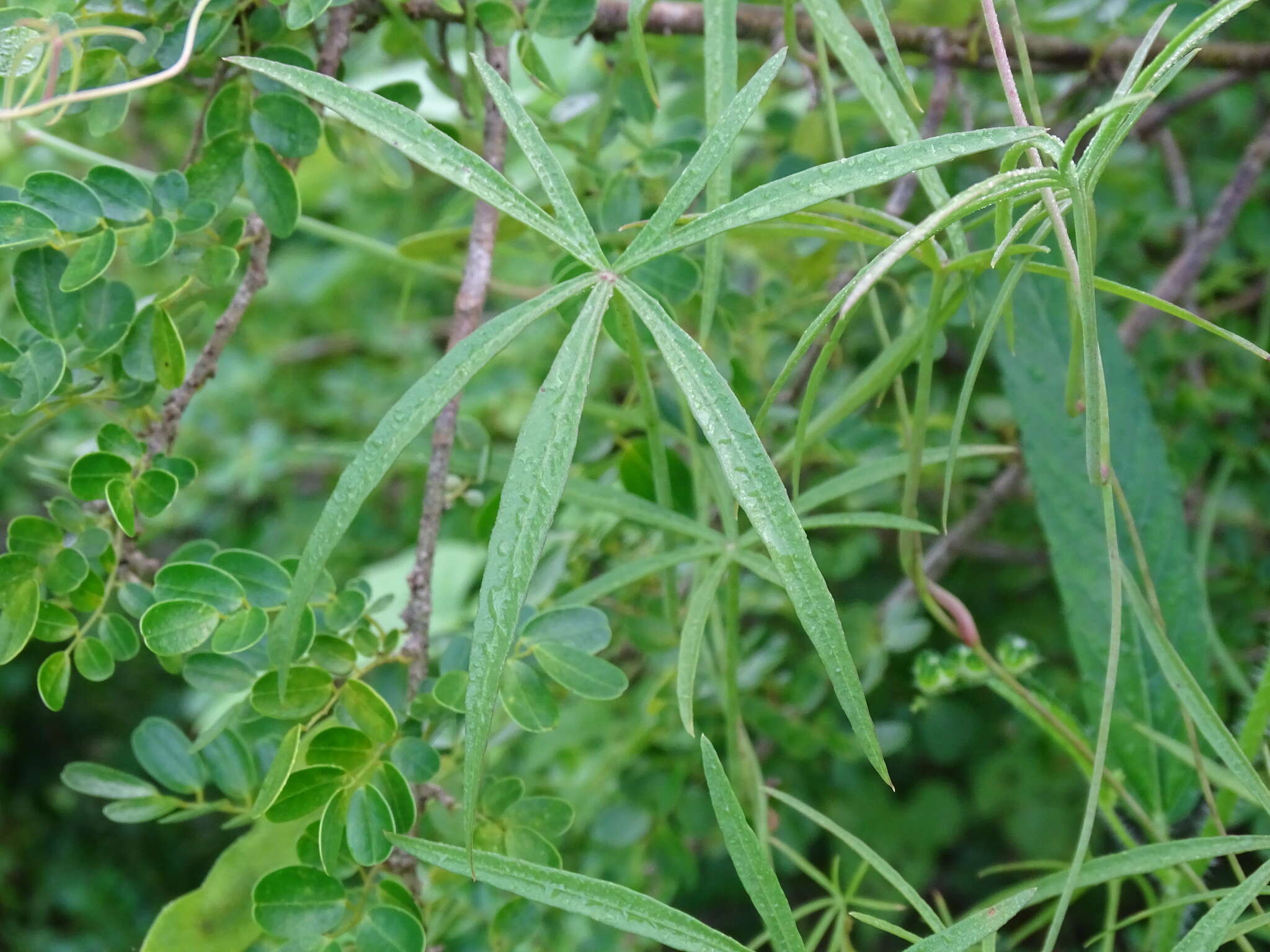 Ipomoea sororia D. F. Austin & J. L. Tapia的圖片