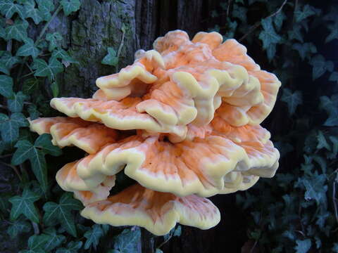 Image of Bracket Fungus