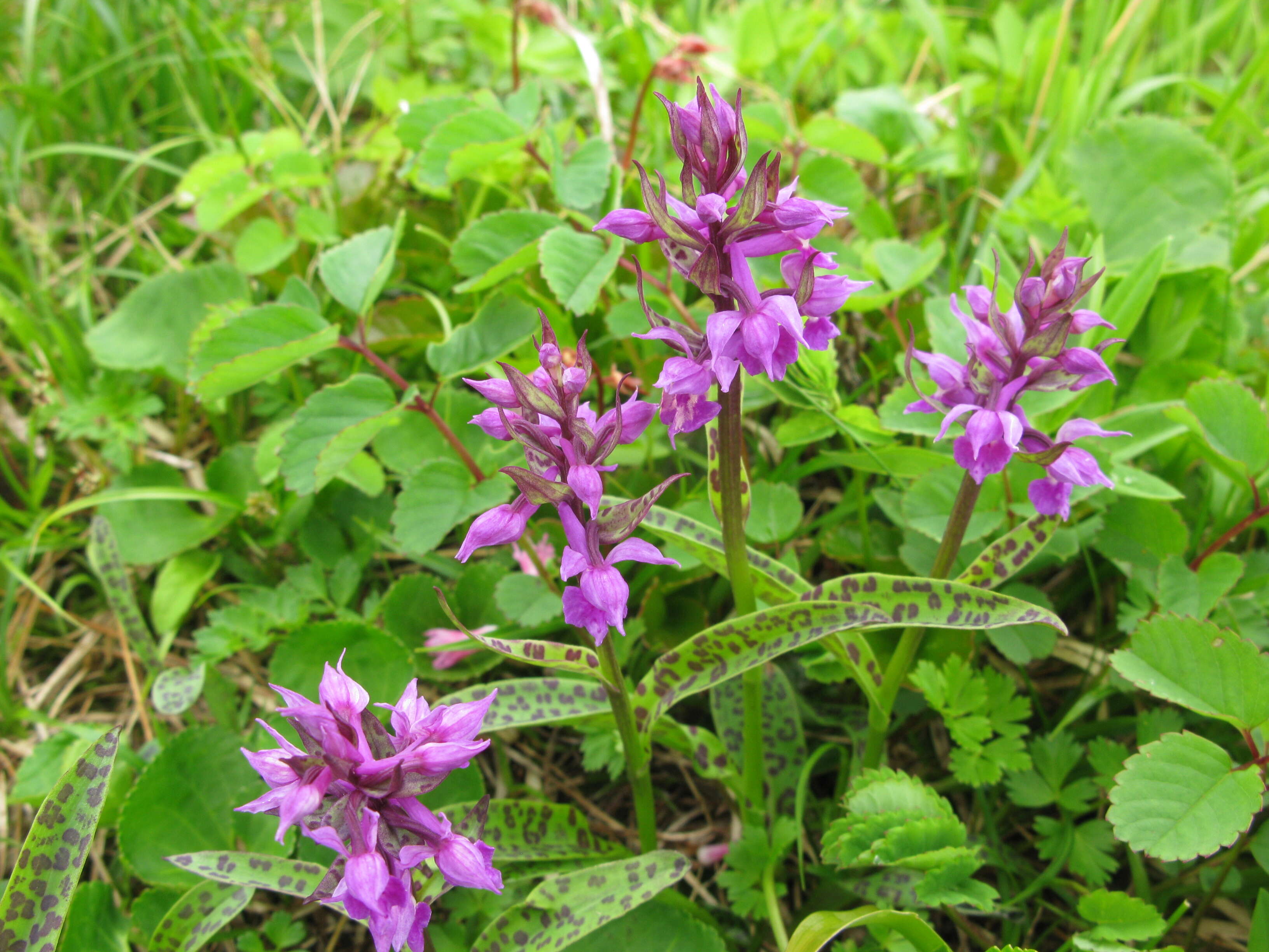 Image de Dactylorhiza aristata (Fisch. ex Lindl.) Soó