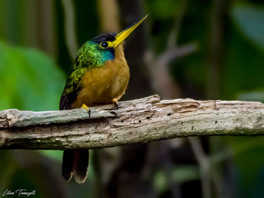 Image of Blue-cheeked Jacamar