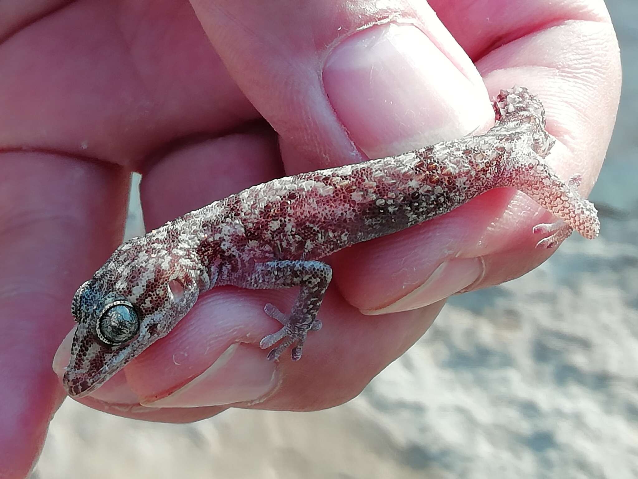 Image of African Thick-toed  Gecko