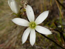 Image of Gentianella stellata Glenny