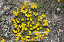 Imagem de Thymophylla pentachaeta var. hartwegii (A. Gray) J. L. Strother