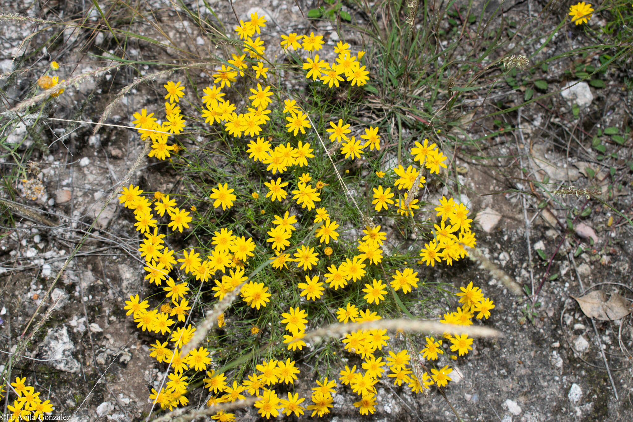 Imagem de Thymophylla pentachaeta var. hartwegii (A. Gray) J. L. Strother