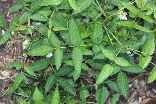 Image of strawberry raspberry