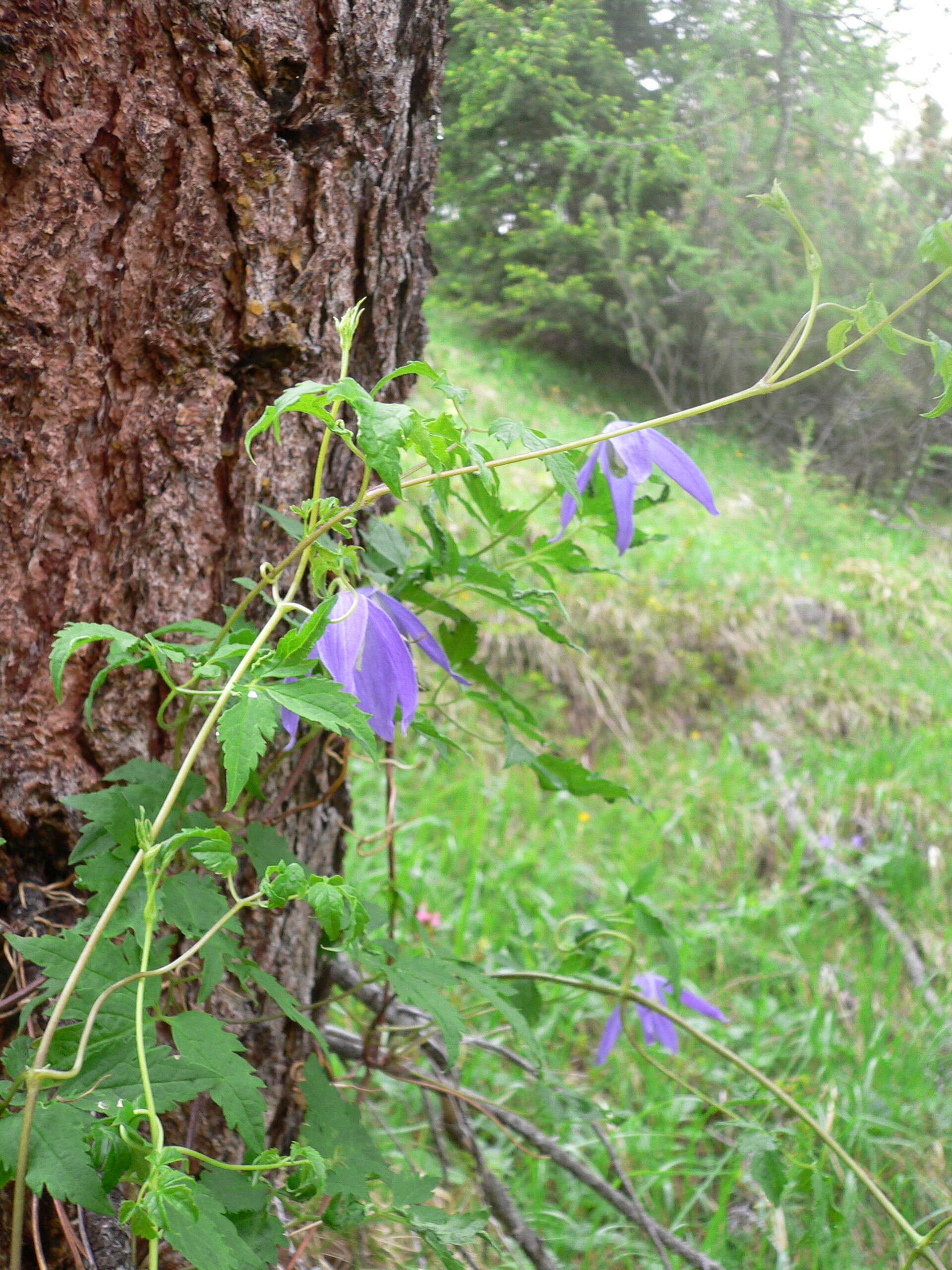 Слика од Clematis alpina (L.) Miller