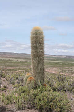 Echinopsis tarijensis subsp. bertramiana (Backeb.) M. Lowry resmi