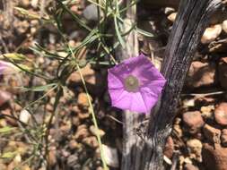 Image of Huachuca Mountain morning-glory