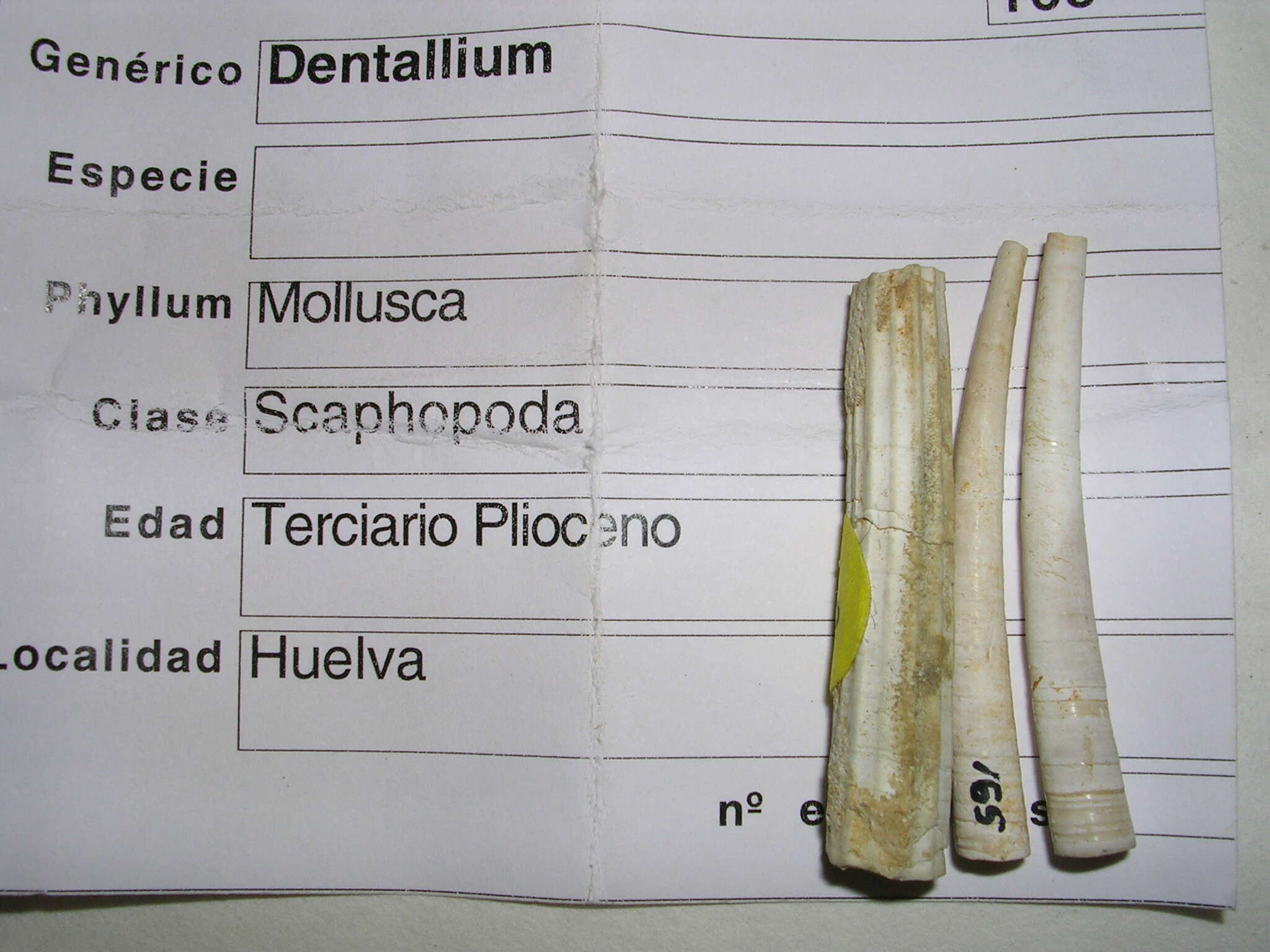 Image of Dentalium Linnaeus 1758