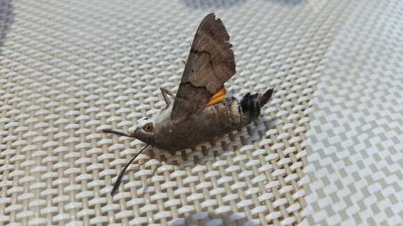 Image of humming-bird hawk moth