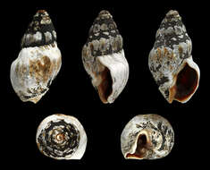 Imagem de Cominella glandiformis (Reeve 1847)