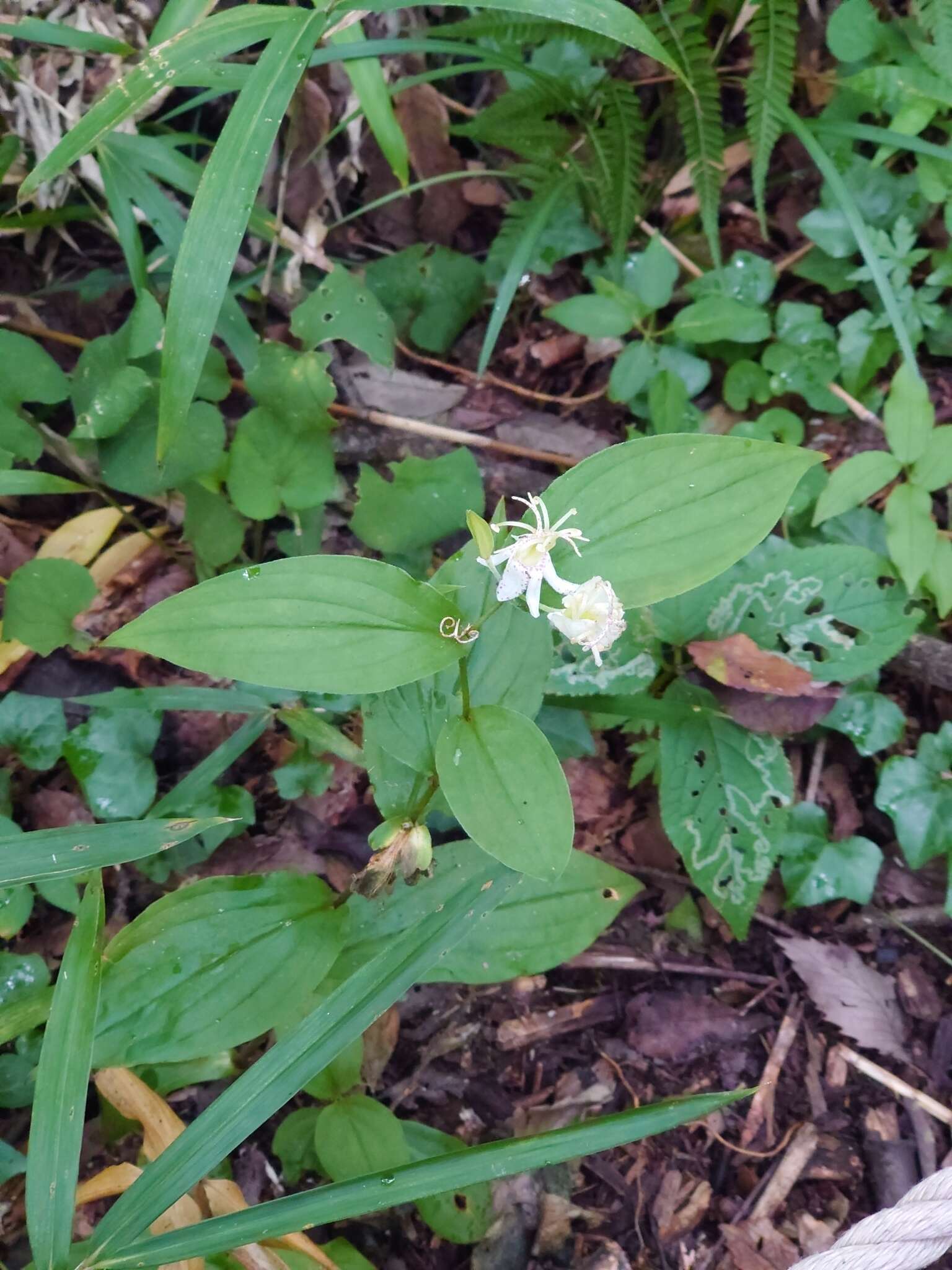 Image de Tricyrtis macropoda Miq.