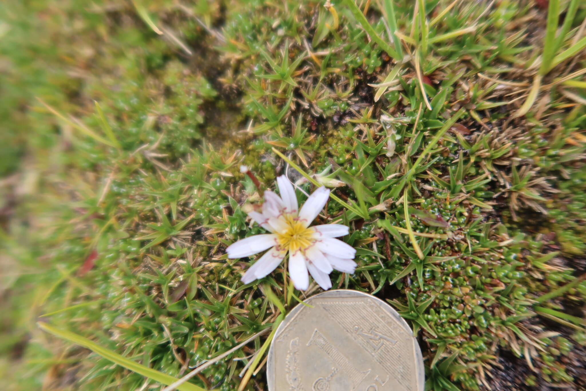 Image of Hypochaeris taraxacoides (Meyen & Walp.) Ball