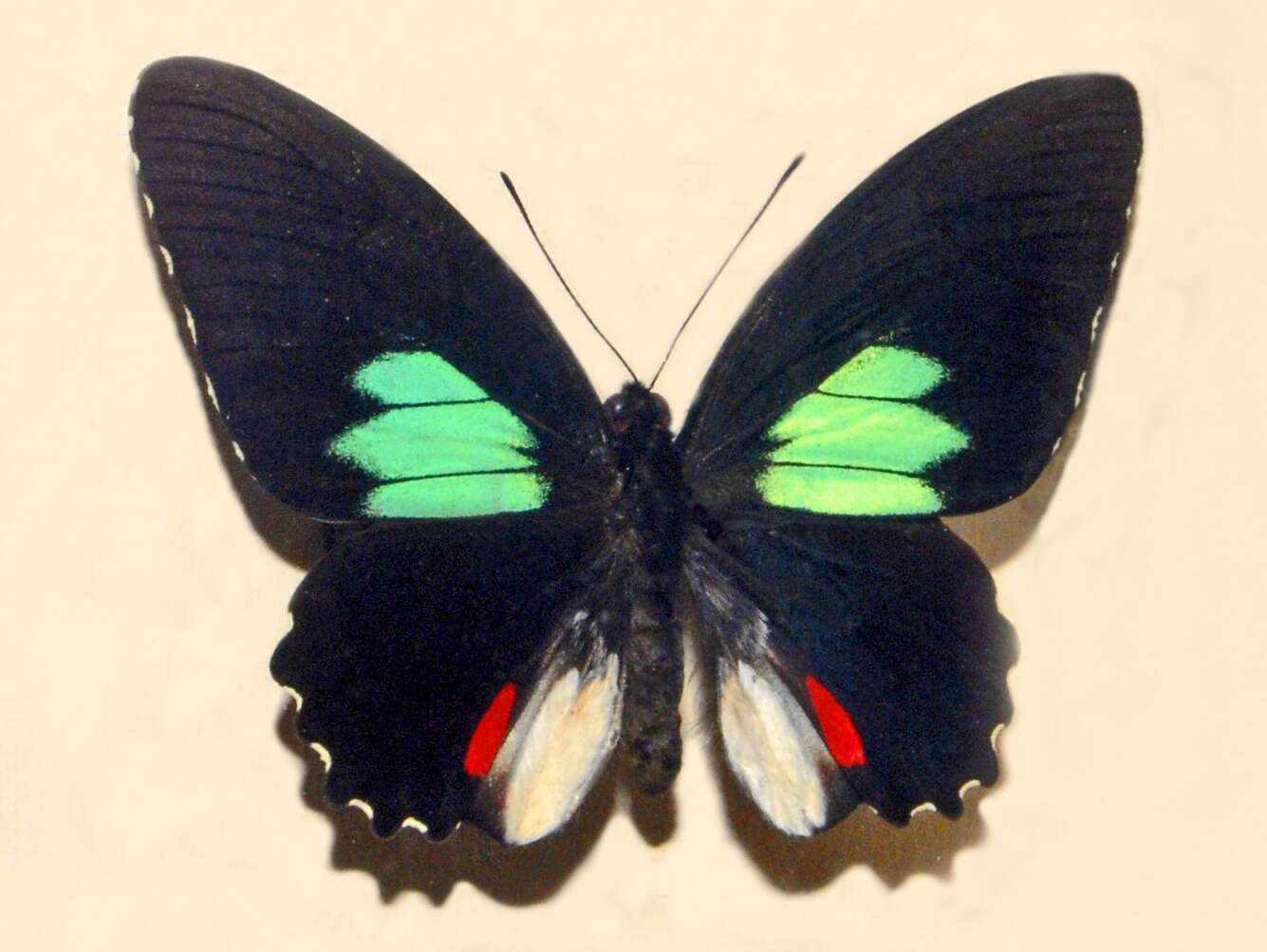 Parides sesostris (Cramer (1779)) resmi