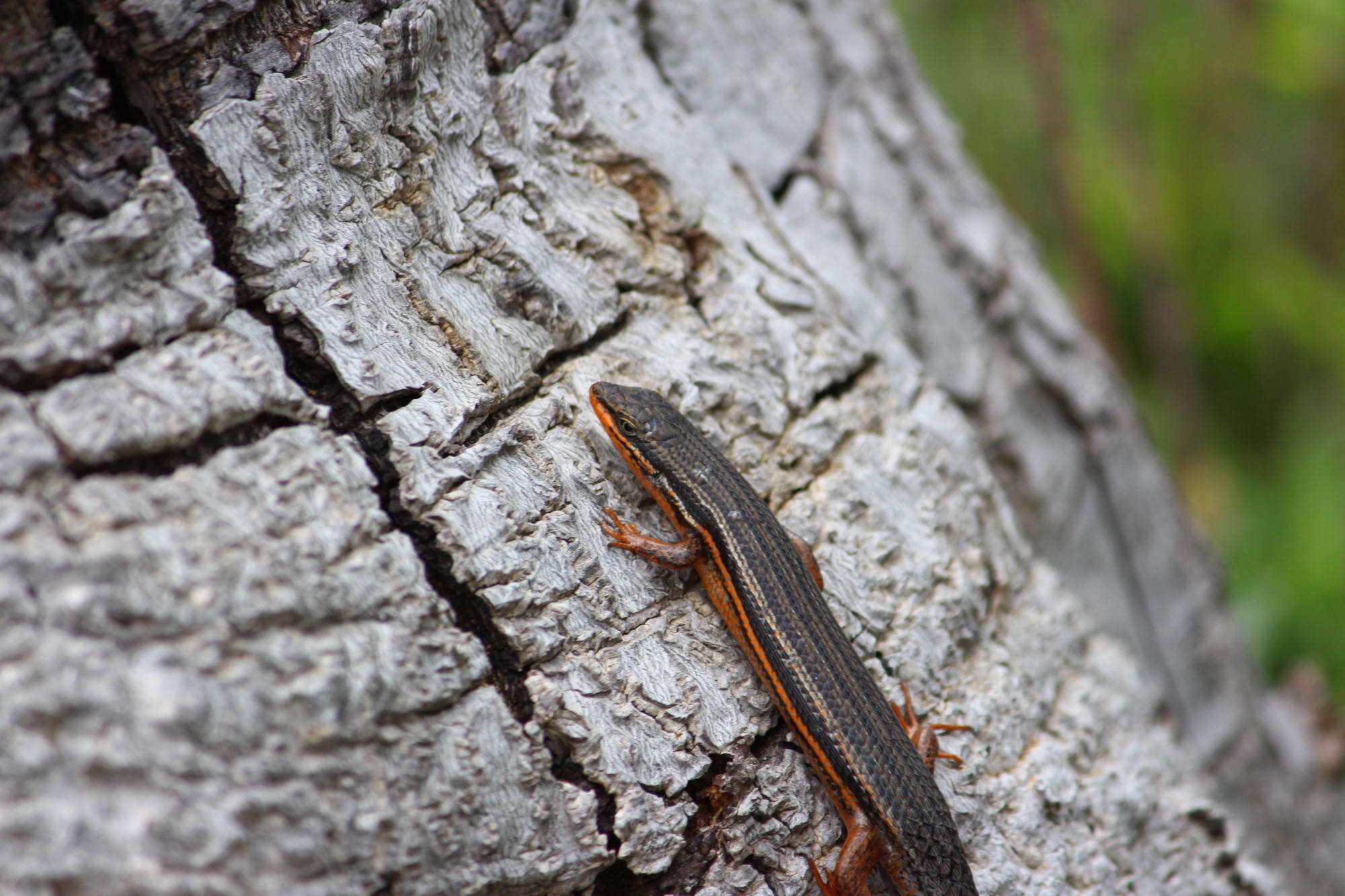 Image of Trachylepis homalocephala (Wiegmann 1828)