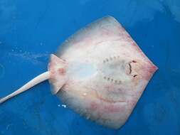 Image of Longnose Stingray