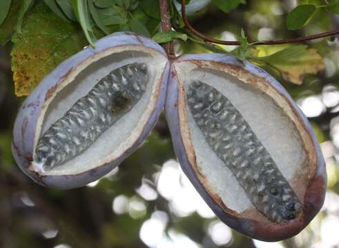 Image of chocolate vine