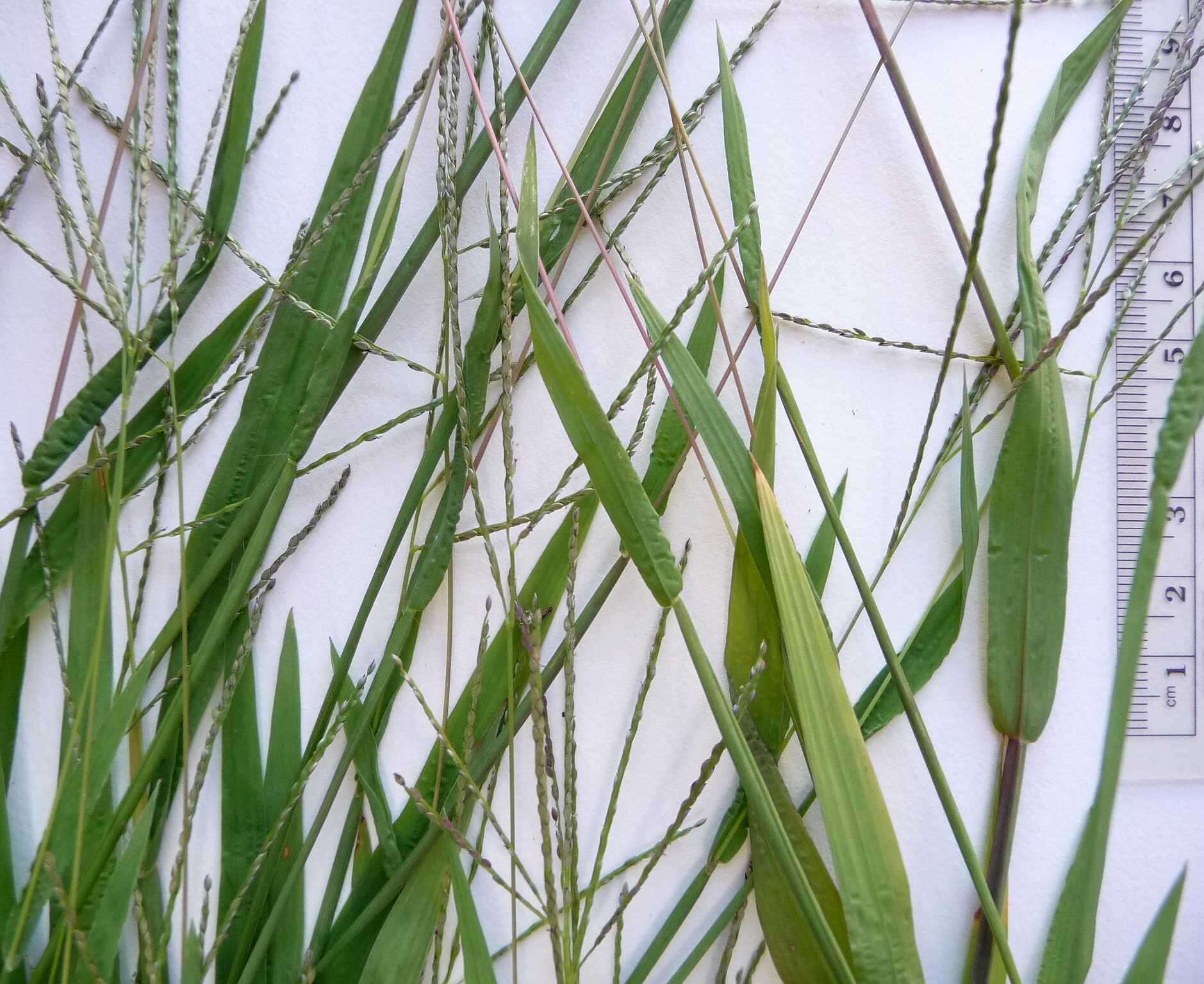 Image of Digitaria ischaemum var. ischaemum