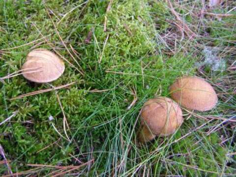 Image of Suillus variegatus (Sw.) Richon & Roze 1888