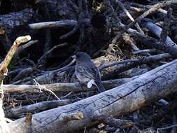 Image of White-winged Junco