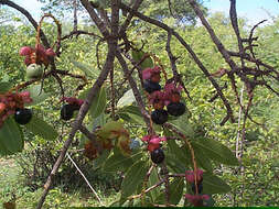 Image of Ochna pulchra Hook.