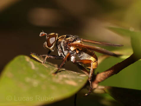 صورة Trichopoda (Trichopoda) sabroskyi Dios & Nihei 2020