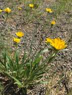 Imagem de Helianthella californica A. Gray