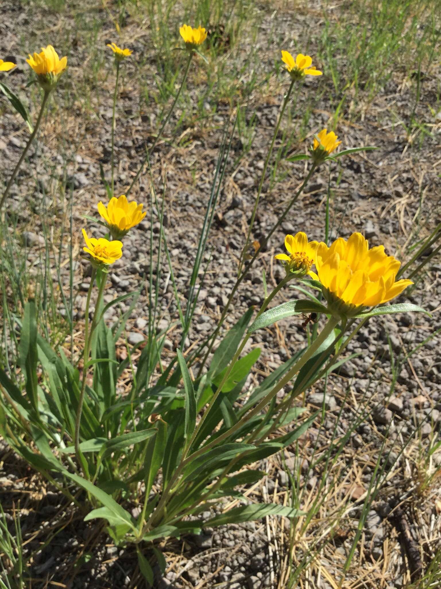 Imagem de Helianthella californica A. Gray