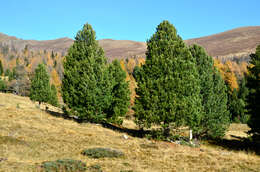 Image of Arolla Pine