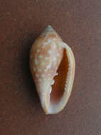 Image of Marginella sebastiani Marche-Marchad & Rosso 1979