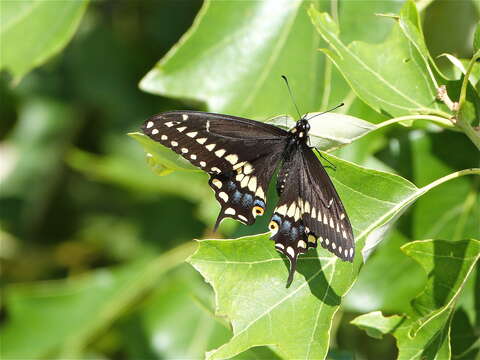 Image of Black Swallowtail